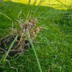 Pampagras stekken, Tuin en Terras, Planten | Tuinplanten, Ophalen, Zomer, Volle zon