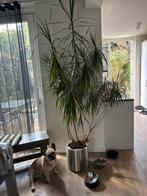Drakenbloedboom in Zilveren Pot, Huis en Inrichting, Kamerplanten, Ophalen, Halfschaduw, In pot, Yucca