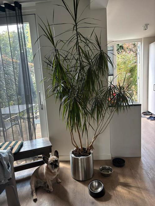 Drakenbloedboom in Zilveren Pot, Huis en Inrichting, Kamerplanten, Yucca, 150 tot 200 cm, Groene kamerplant, Halfschaduw, In pot