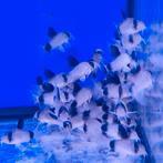 Corydoras Panda Corydoras Sterbai Corydoras Orange laser, Dieren en Toebehoren, Vis, Zoetwatervis