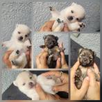 PomChi pups, Dieren en Toebehoren, Honden | Chihuahua's en Gezelschapshonden, Rabiës (hondsdolheid), Overige rassen, 8 tot 15 weken