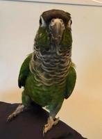 Tamme pyrruha groenwang  parkiet + garantie, Dieren en Toebehoren, Vogels | Parkieten en Papegaaien, Mannelijk, Parkiet, Geringd