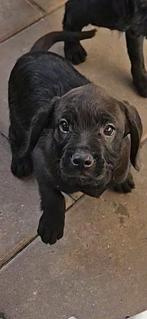 Nog 2 Lieve  Froodles Franse bulldog x toypoedel pups, Dieren en Toebehoren, Honden | Niet-rashonden, 8 tot 15 weken, CDV (hondenziekte)