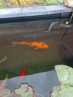 Koi karper, Dieren en Toebehoren, Vissen | Vijvervissen, Karper of Koi