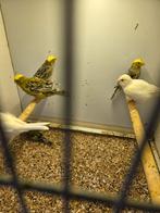 Lizard mannen, Dieren en Toebehoren, Vogels | Kanaries, Mannelijk, Kleurkanarie