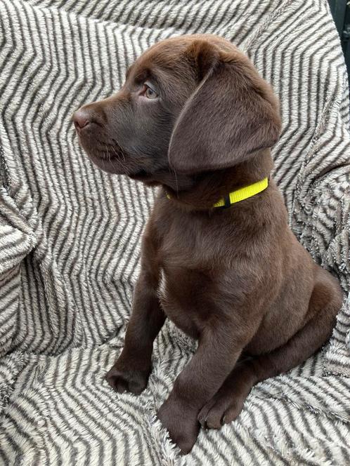 Mooie Zwarte en Bruine Labrador pup met Stamboom, Dieren en Toebehoren, Honden | Retrievers, Spaniëls en Waterhonden, Reu, Labrador retriever