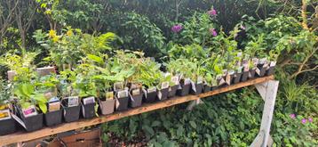 100% biologische tuinplanten beschikbaar voor biedingen