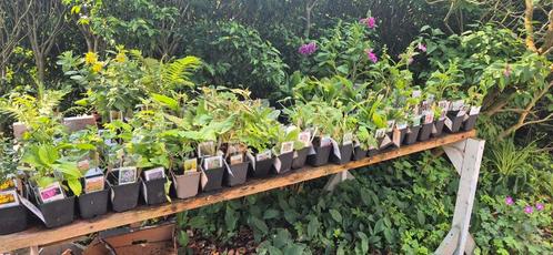 100% biologische tuinplanten, Tuin en Terras, Planten | Tuinplanten, Overige soorten, Volle zon, Zomer, Ophalen