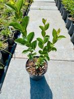 Liguster haagplanten. Pot gekweekt p9, Ophalen of Verzenden, Liguster, Haag, Minder dan 100 cm