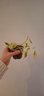 2 stekken scindapsus jade satin, Ophalen of Verzenden, Halfschaduw, Minder dan 100 cm