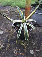 Agave wit/groen, Volle zon, Vaste plant, Bloeit niet, Ophalen