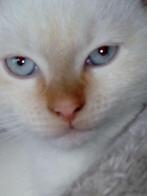 Britse langhaar kitten Red Point katertje  (LAATSTE KITTEN), Dieren en Toebehoren, Katten en Kittens | Raskatten | Langhaar, Meerdere dieren