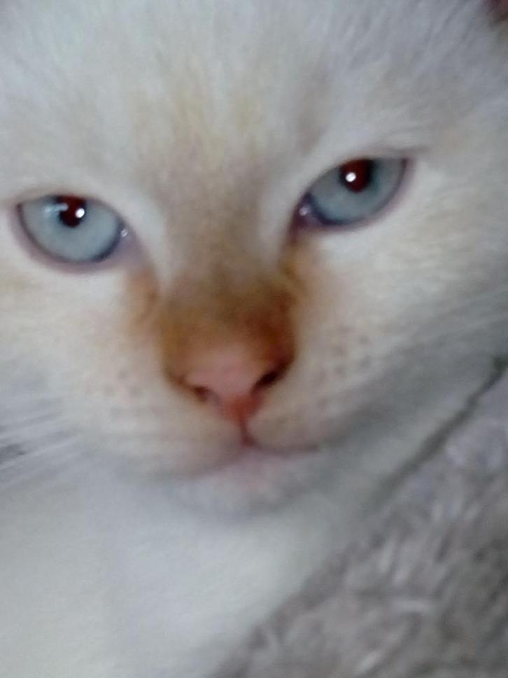 Britse langhaar kitten Red Point katertje  (LAATSTE KITTEN), Dieren en Toebehoren, Katten en Kittens | Raskatten | Langhaar, Meerdere dieren