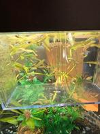 Vissen molly baby, Ophalen of Verzenden, Nieuw, Overige typen