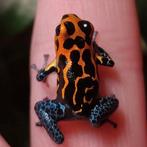Ranitomeya imitator 'Varadero', Dieren en Toebehoren, Amfibie, 0 tot 2 jaar