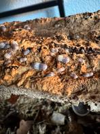 Cubaris sp Panda King, Dieren en Toebehoren, Overige soorten