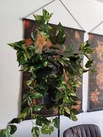 Kunst Hangplant Klimop 85cm - Onderhoudsvrij!, Huis en Inrichting, Ophalen of Verzenden