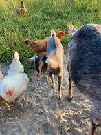 Blauwschimmel bokjes, Dieren en Toebehoren, Schapen, Geiten en Varkens, Mannelijk, Geit