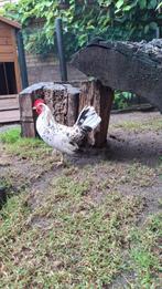 Jonge haan, Dieren en Toebehoren, Pluimvee, Mannelijk, Kip