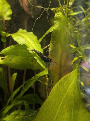 Blue Dream Neocaridina Garnalen (high grade) beschikbaar voor biedingen