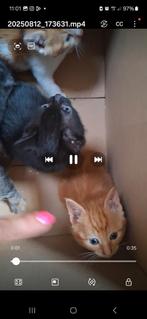 2 kittens vrouwtjes, Poes