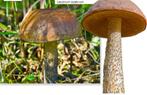 Kweek je eigen berkenpaddenstoel in de tuin/het bos, XXL pad, Verzenden, Volle zon, Overige soorten, Minder dan 100 cm