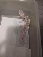 Luipaardgekko, Hagedis, 0 tot 2 jaar