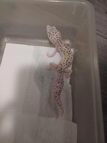 Luipaardgekko  beschikbaar voor biedingen