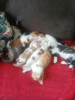 jonge poesjes, katertjes , kittens, Dieren en Toebehoren, Katten en Kittens | Overige Katten, Meerdere dieren, Kortharig, 0 tot 2 jaar