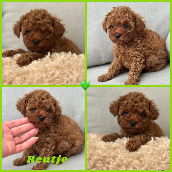 Knappe toy poedel pups, Dieren en Toebehoren, Honden | Chihuahua's en Gezelschapshonden, Meerdere dieren, Overige rassen, Particulier