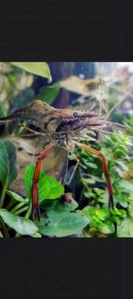 Roodschaar garnalen, Dieren en Toebehoren, Vissen | Aquariumvissen, Kreeft, Krab of Garnaal, Zoetwatervis