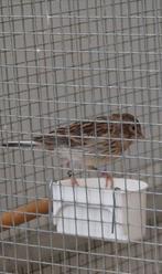 Kanaries, Dieren en Toebehoren, Vogels | Kanaries, Meerdere dieren, Kleurkanarie