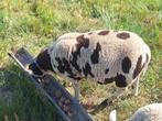 Bonte dekram, Dieren en Toebehoren, Schapen, Geiten en Varkens, Mannelijk, Schaap, 0 tot 2 jaar