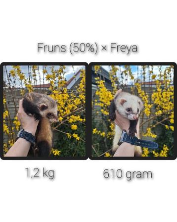 Pups fruns x Freya  beschikbaar voor biedingen