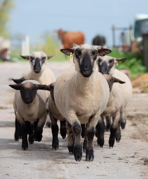 Te koop 3 ramlammeren van stamboek hampshire down ooien, Dieren en Toebehoren, Schapen, Geiten en Varkens, Schaap, Mannelijk, 0 tot 2 jaar