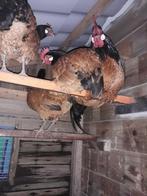 Broedeieren Vorwerk krielkippen, Dieren en Toebehoren, Pluimvee, Geslacht onbekend, Kip