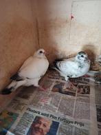 Postduiven jonge duiven, Dieren en Toebehoren, Vogels | Duiven, Meerdere dieren, Postduif