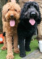 Standaard labradoodle pups België ( Ieper ), Dieren en Toebehoren, Honden | Retrievers, Spaniëls en Waterhonden, Particulier, Rabiës (hondsdolheid)