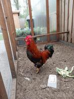 Gezocht; haan: Welsumer, Cream Legbar of kruising, Mannelijk, Kip