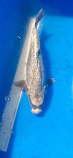 (18) Koi / Koi karper - 42 cm., Karper of Koi