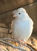 Mooie witte kuif kanarie pop 2024, Dieren en Toebehoren, Vogels | Kanaries, Vrouwelijk, Kleurkanarie