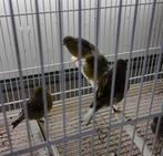 five fancy mannen top zangers, Dieren en Toebehoren, Vogels | Kanaries, Mannelijk, Postuurkanarie