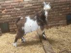 Mooi bont stamboek Landgeit boklam, Dieren en Toebehoren, Schapen, Geiten en Varkens, Mannelijk, Geit, 0 tot 2 jaar