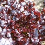 Uit de biologische moestuin: Eikenbladsla, zaden, Ophalen of Verzenden, Voorjaar, Halfschaduw, Zaad