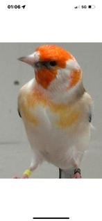 Majoor putters gezocht . Bont. Geel . Witte kiel, Dieren en Toebehoren, Meerdere dieren, Wildzangvogel