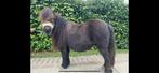 Leuke kinderpony te koop, Dieren en Toebehoren, Pony's, Merrie, B, A pony (tot 1.17m), 7 tot 10 jaar