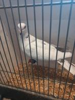 8 lachduifjes hardenberg markt, Dieren en Toebehoren, Vogels | Duiven, Meerdere dieren