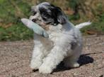 Vrolijke boomer pups., Dieren en Toebehoren, Honden | Chihuahua's en Gezelschapshonden, Nederland, Overige rassen, 8 tot 15 weken