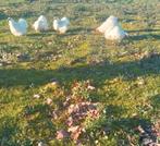 Mooie cochin krielen cochin kriel cochinkriel cochin kippen, Meerdere dieren, Kip