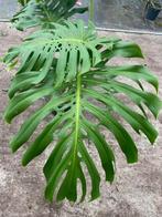 Monstera Deliciosa, Overige soorten, In pot, 150 tot 200 cm, Groene kamerplant